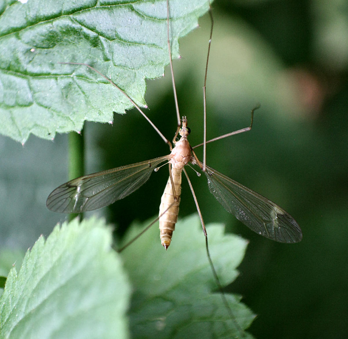  identificabile ?